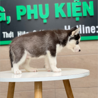 Husky Siberian - Màu Đen Trắng (MS 03)