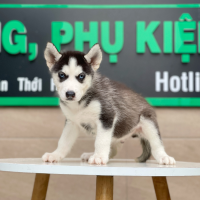 Husky Siberian - Màu Đen Trắng (MS 03)