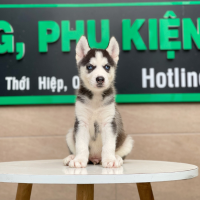 Husky Siberian - Màu Đen Trắng (MS 03)