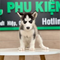 Husky Siberian - Màu Đen Trắng (MS 04)