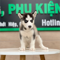 Husky Siberian - Màu Đen Trắng (MS 04)