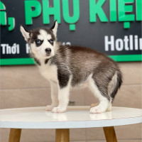 Husky Siberian - Màu Đen Trắng (MS 04)
