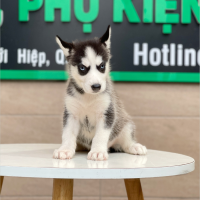 Husky Siberian - Màu Đen Trắng (MS 04)
