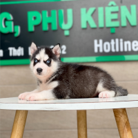 Husky Siberian - Màu Đen Trắng (MS 05)