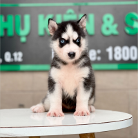 Husky Siberian - Màu Đen Trắng (MS 05)