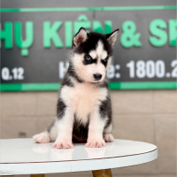 Husky Siberian - Màu Đen Trắng (MS 05)