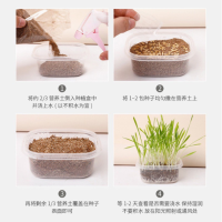 Letrungpet - Sét Cỏ Mèo Tự Trồng