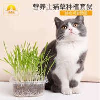 Letrungpet - Sét Cỏ Mèo Tự Trồng