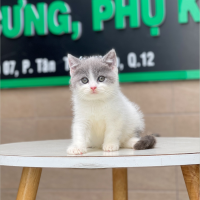 Anh Lông Ngắn - Màu Halerquin Xám (MS 03)