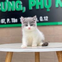 Anh Lông Ngắn - Màu Halerquin Xám (MS 03)