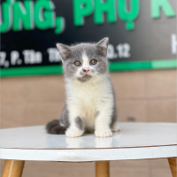 Anh Lông Ngắn - Màu Bicolor Xám (MS 02)