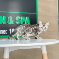 Anh Lông Ngắn - Màu Tabby Silver (MS 05)