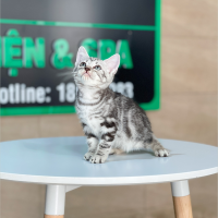Anh Lông Ngắn - Màu Tabby Silver (MS 06)