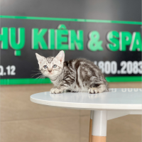Anh Lông Ngắn - Màu Tabby Silver (MS 06)