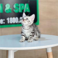 Anh Lông Ngắn - Màu Tabby Silver (MS 06)