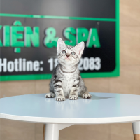 Anh Lông Ngắn - Màu Tabby Silver (MS 06)