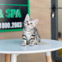 Anh Lông Ngắn - Màu Tabby Silver (MS 06)