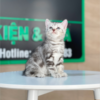 Anh Lông Ngắn - Màu Tabby Silver (MS 07)