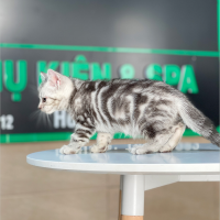 Anh Lông Ngắn - Màu Tabby Silver (MS 07)
