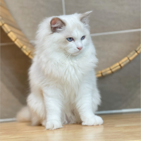 Mèo Ragdoll - Màu Blue (MS 01)