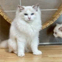 Mèo Ragdoll - Màu Blue (MS 01)