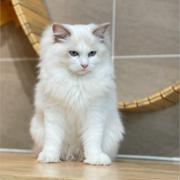 Mèo Ragdoll - Màu Blue (MS 01)