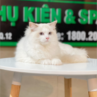 Mèo Ragdoll - Màu Blue (MS 02)