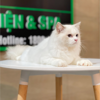 Mèo Ragdoll - Màu Blue (MS 02)