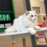 Mèo Ragdoll - Màu Blue (MS 02)