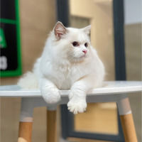 Mèo Ragdoll - Màu Blue (MS 02)