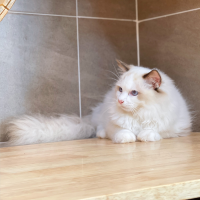 Mèo Ragdoll - Màu Blue (MS 03)