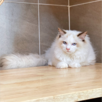 Mèo Ragdoll - Màu Blue (MS 03)