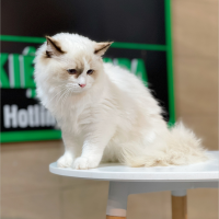 Mèo Ragdoll - Màu Blue (MS 04)