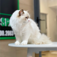 Mèo Ragdoll - Màu Blue (MS 04)