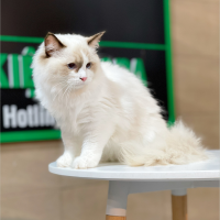 Mèo Ragdoll - Màu Blue (MS 04)