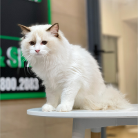 Mèo Ragdoll - Màu Blue (MS 04)