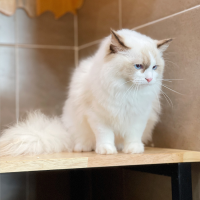 Mèo Ragdoll - Màu Blue (MS 04)
