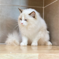 Mèo Ragdoll - Màu Blue (MS 04)