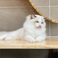 Mèo Ragdoll - Màu Blue (MS 05)
