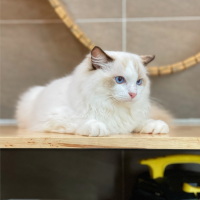 Mèo Ragdoll - Màu Blue (MS 05)