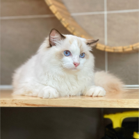 Mèo Ragdoll - Màu Blue (MS 05)