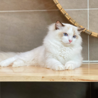 Mèo Ragdoll - Màu Blue (MS 05)