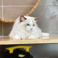 Mèo Ragdoll - Màu Blue (MS 05)