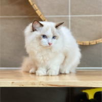 Mèo Ragdoll - Màu Blue (MS 05)