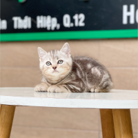 Anh Lông Ngắn - Màu Tabby Silver (MS 02)