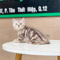 Anh Lông Ngắn - Màu Tabby Silver (MS 02)