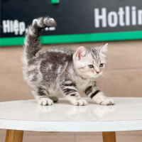 Anh Lông Ngắn - Màu Tabby Silver (MS 03)