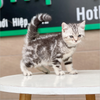 Anh Lông Ngắn - Màu Tabby Silver (MS 03)