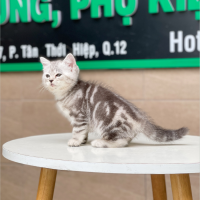 Anh Lông Ngắn - Màu Tabby Silver (MS 04)
