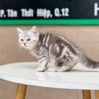 Anh Lông Ngắn - Màu Tabby Silver (MS 04)